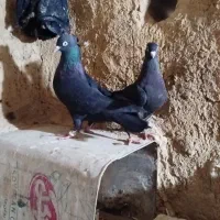 زاغ چشم نوک نر ماده جفت پرشی و بازی دار