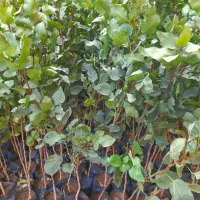 نهال پسته|خدمات باغبانی و درختکاری|مشهد, انصار|دیوار