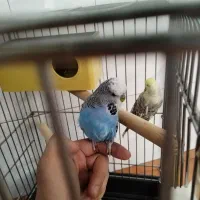 جفت مرغ عشق انگلیسی