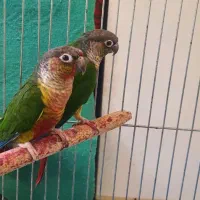 جوجه گرینچیک یلو ساید سرلاکی