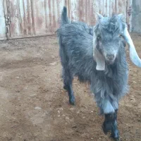 کهره ماده جفت دوقلو