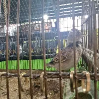 سهره خاکی فروش فوری