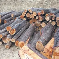 خریدار درخت چوب گردو بید سفیدار کبوده|خدمات باغبانی و درختکاری|سیسخت, |دیوار