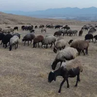 فروش گوسفند نژاد شال ب تعداد100راس|حیوانات مزرعه|ضیاء آباد, |دیوار