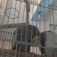 عروس هلندی سینامون مولد|پرنده|اهواز, ۳۰ متری|دیوار