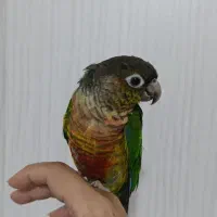 گرینچیک سخنگو نر|پرنده|رشت, کوی مهر|دیوار