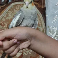 عروس هلندی نر یکساله|پرنده|تهران, نیکنام|دیوار