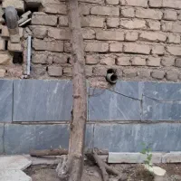 فروش تنه درخت پرتقال