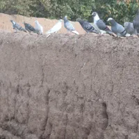 کبوتر افغان|پرنده|میانه, |دیوار
