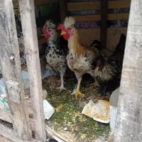 خروس پا پر جوان