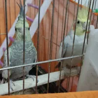 عروس هلندی نر و ماده|پرنده|زنجان, |دیوار