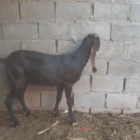 بوشهر عسلویه|حیوانات مزرعه|عسلویه, |دیوار