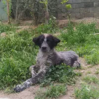 واگذاری ماده بومی شکم پر|سگ|فلاورجان, |دیوار