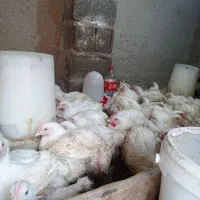 مرغ اوگانیک|حیوانات مزرعه|گمیشان, |دیوار