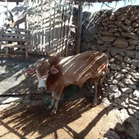 فروش گاو نر