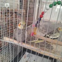 فروش عروس هلندی