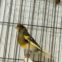 نر قرص بخون