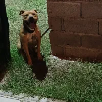 پیتبول نر اصل|سگ|بندر انزلی, زنبق|دیوار