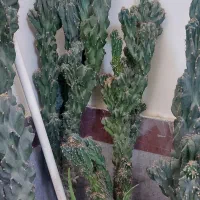 کاکتوس صخره ای ۳۰ ساله|گل و گیاه طبیعی|تهران, نازی‌آباد|دیوار