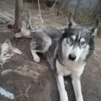 هاسکی اصیل ماده یک ساله|سگ|سنگر, |دیوار