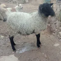 گوسفند رومانف اصل نژاد چند قلو زایی|حیوانات مزرعه|رامیان, |دیوار