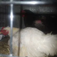 مرغ و جوجه محلی