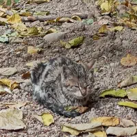 حامی حیوانات نیازمندیم