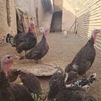 بوقلمون برنزه|حیوانات مزرعه|اصفهان, براآن شمالی|دیوار