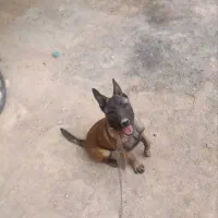 توله سگ مالینویز