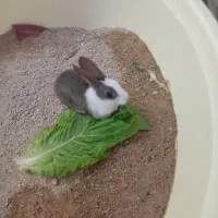 خرگوش سربندر