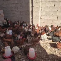 سلام مرغ تخمی|حیوانات مزرعه|تایباد, |دیوار