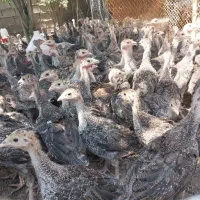 فروش جوجه بوقلمون برنز بوربون بیوتی سالم