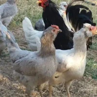 تخمه مرغ نطفه دار گلین|حیوانات مزرعه|سنندج, |دیوار