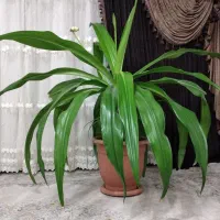 گل اشک ملکه یا برگ موزی