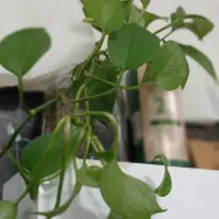 ادمین اینستاگرام