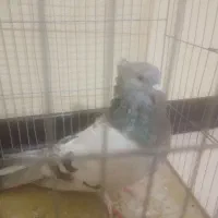 یک جفت کبوتر اصفهانی