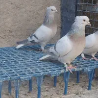 کفتر دم سفید و سینه سبز و دمبی