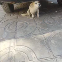 دوتا پا کوتا دارم  هر دو ماده|سگ|بم, |دیوار