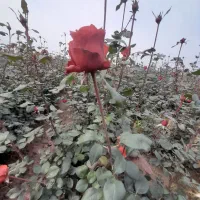 رز ایرانی آفتاب گردون