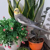 گمشده عروس هلندی|حیوانات|خمین, |دیوار