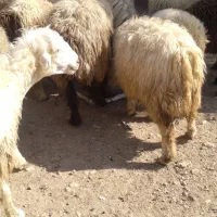 فروش گوسفند|حیوانات مزرعه|لنده, |دیوار