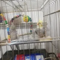 عروس هلندی مولد