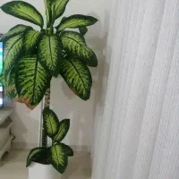 گل دیفن باخیا