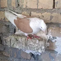 زرد و شو زرد درجه یک|پرنده|بیرانوند, |دیوار