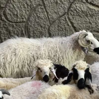 بره نر و ماده