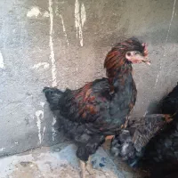 خروس|حیوانات مزرعه|صباشهر, |دیوار