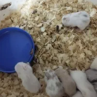 همستر های بازیگوش و سرحال|موش و خرگوش|رشت, یخسازی|دیوار