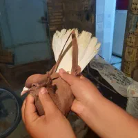 کفتر اشعل|پرنده|خرمشهر, |دیوار