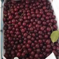 آلبالو ایسترم