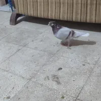 یه ابگل دم سفید|پرنده|سبزوار, باهنر|دیوار